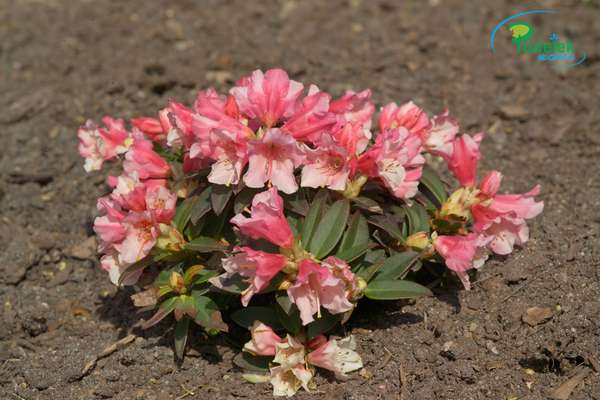 Rhododendron Keyskey Webe